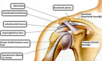 Omuz Tendon Yırtılması Belirtileri ve Tedavisi